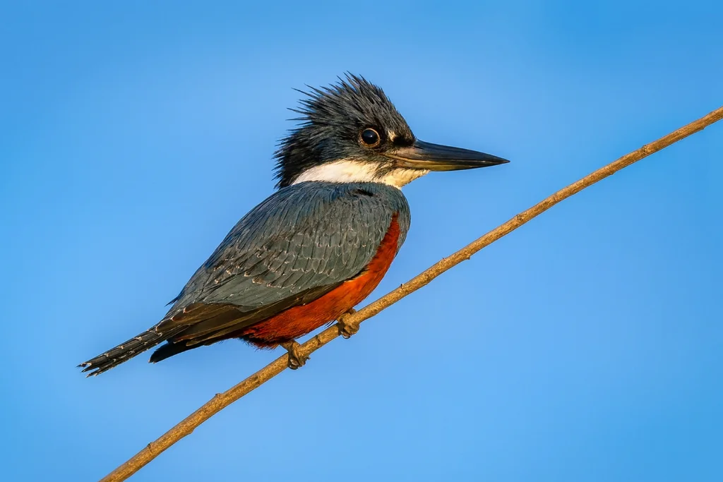 ringed-kingfisher