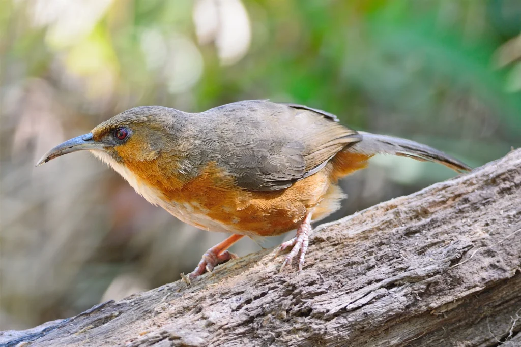 rusty-cheeked-scimitar-babbler