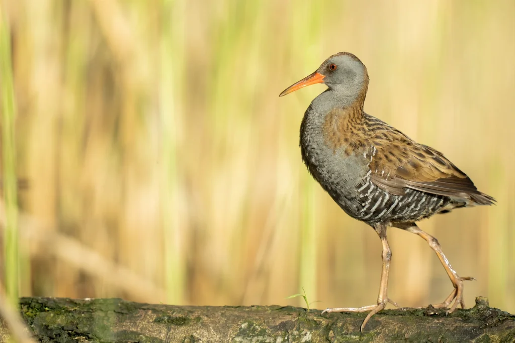 western-water-rail