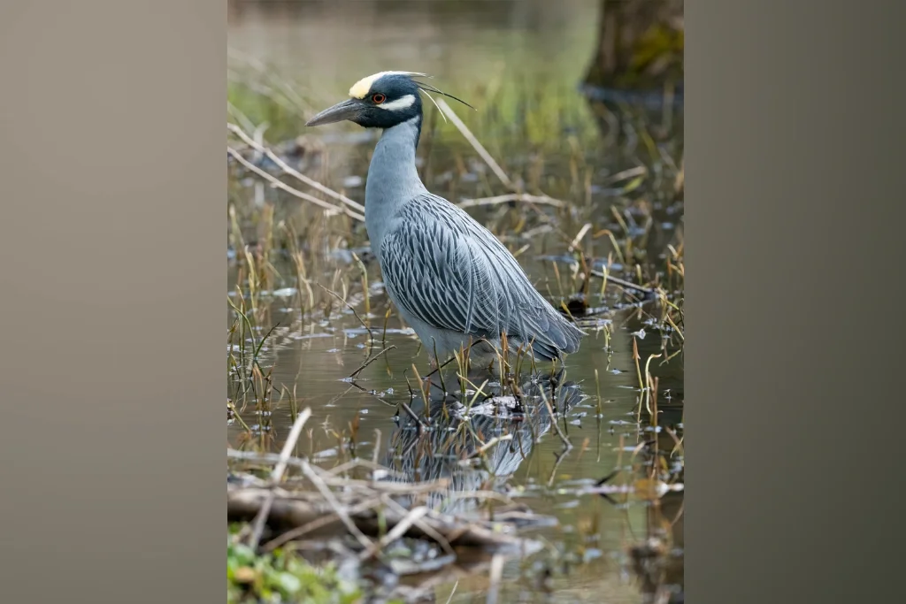 Yellow-crowned Night Heron
