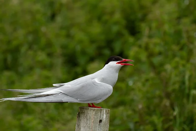 uploads/small/arctic-tern.webp