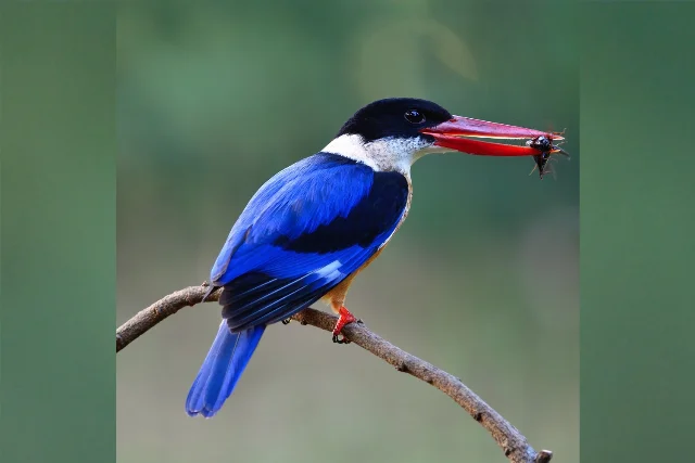 uploads/small/black-capped-kingfisher.webp