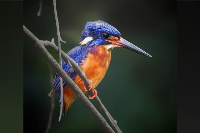 uploads/small/blue-eared-kingfisher.webp