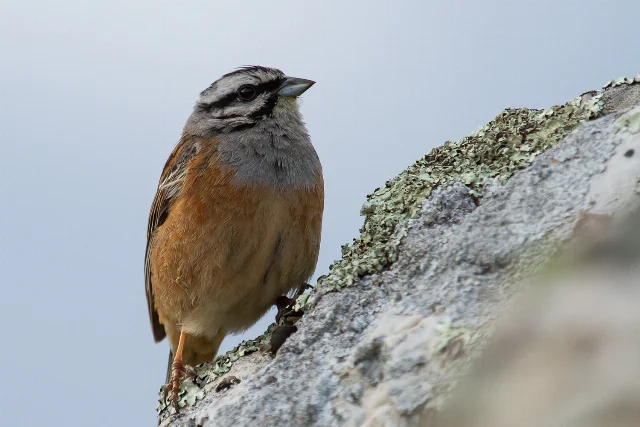 uploads/small/rock-bunting.webp