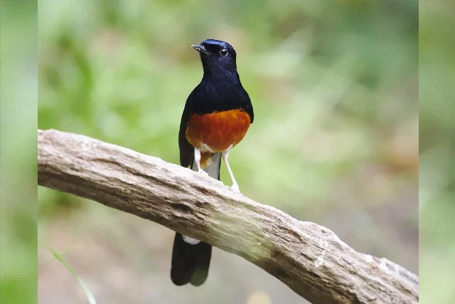 uploads/small/white-rumped-shama.webp