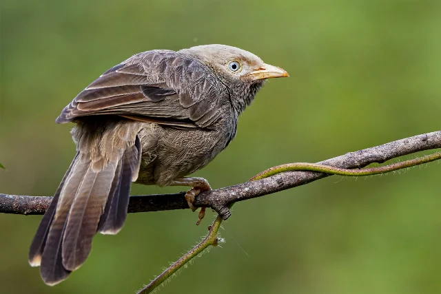 uploads/small/yellow-billed-babbler.webp